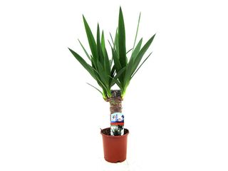 Yucca kmen K11, 1 patro