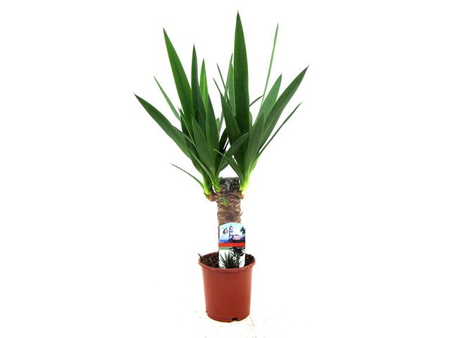 Obrázek produktu Yucca kmen K11, 1 patro