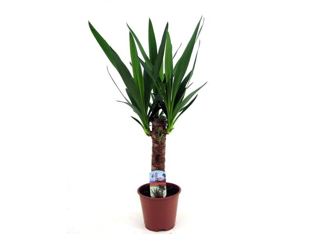 Obrázek produktu Yucca kmen K14, 1 patro