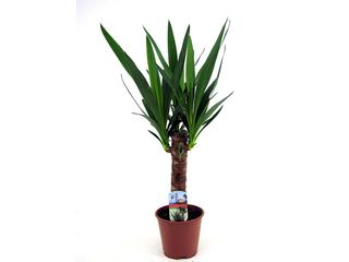 Yucca kmen K14, 1 patro