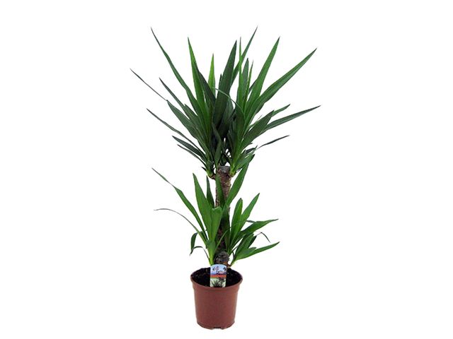 Obrázek produktu Yucca kmen K17, 2 patra