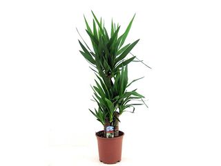 Yucca kmen K21, 3 patra