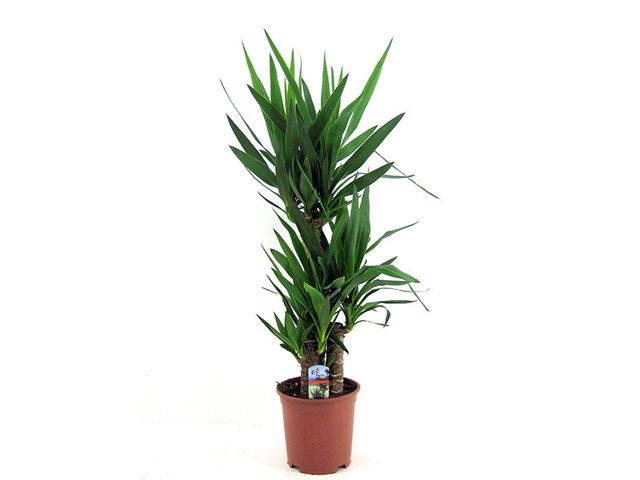 Obrázek produktu Yucca kmen K21, 3 patra