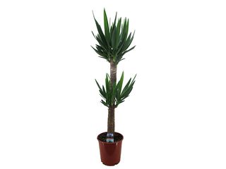 Yucca kmen K24, 3 patra