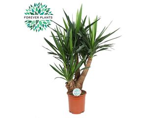 Yucca rozvětvená K27