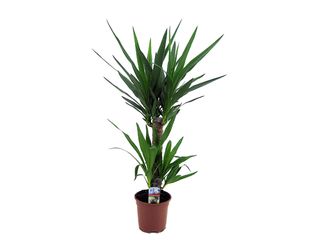 Yucca zelená K17