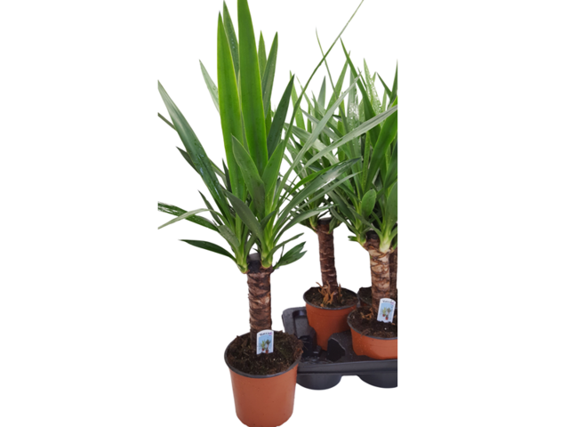 Obrázek produktu Yucca zelená K17