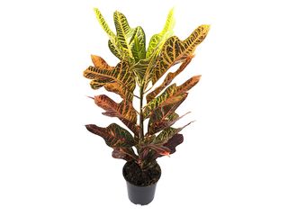 Codiaeum gr. 'Excellent' K17