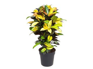 Codiaeum var. 'Iceton' rozvětvený K24