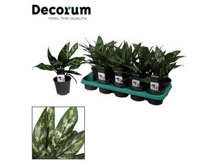 Aglaonema 'Maria' K13