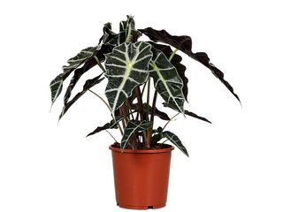 Alocasia 'Polly' K17