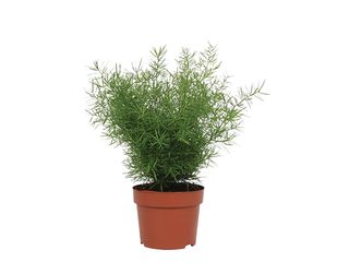 Asparagus sprengeri K12
