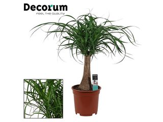 Beaucarnea kmen K17