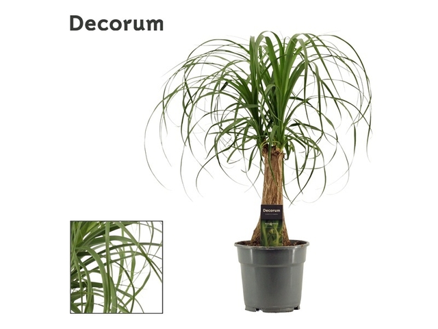 Obrázek produktu Beaucarnea kmen K17