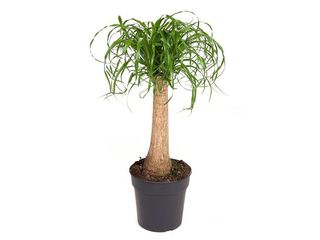 Beaucarnea kmen K24