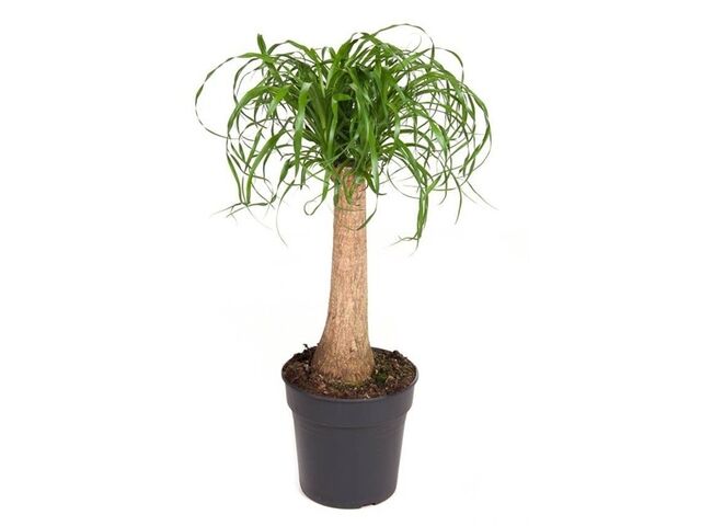 Obrázek produktu Beaucarnea kmen K24