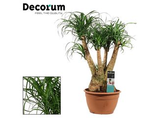 Beaucarnea rozvětvený kmen K30