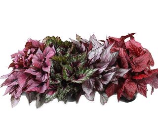 Begonia rex K12