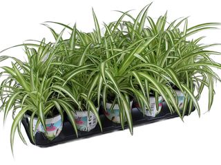 Chlorophytum K12