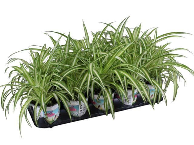 Obrázek produktu Chlorophytum K12