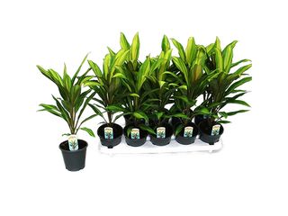 Cordyline Kiwi K12