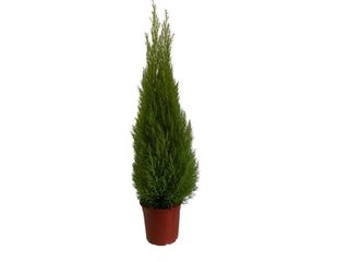 Cupressus 'Goldcrest Wilma' K24