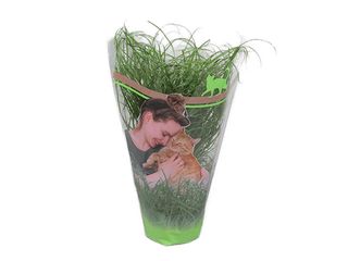 Cyperus zumula K12