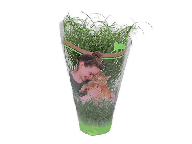 Obrázek produktu Cyperus zumula K12