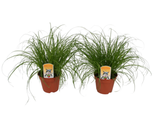 Cyperus zumula K12