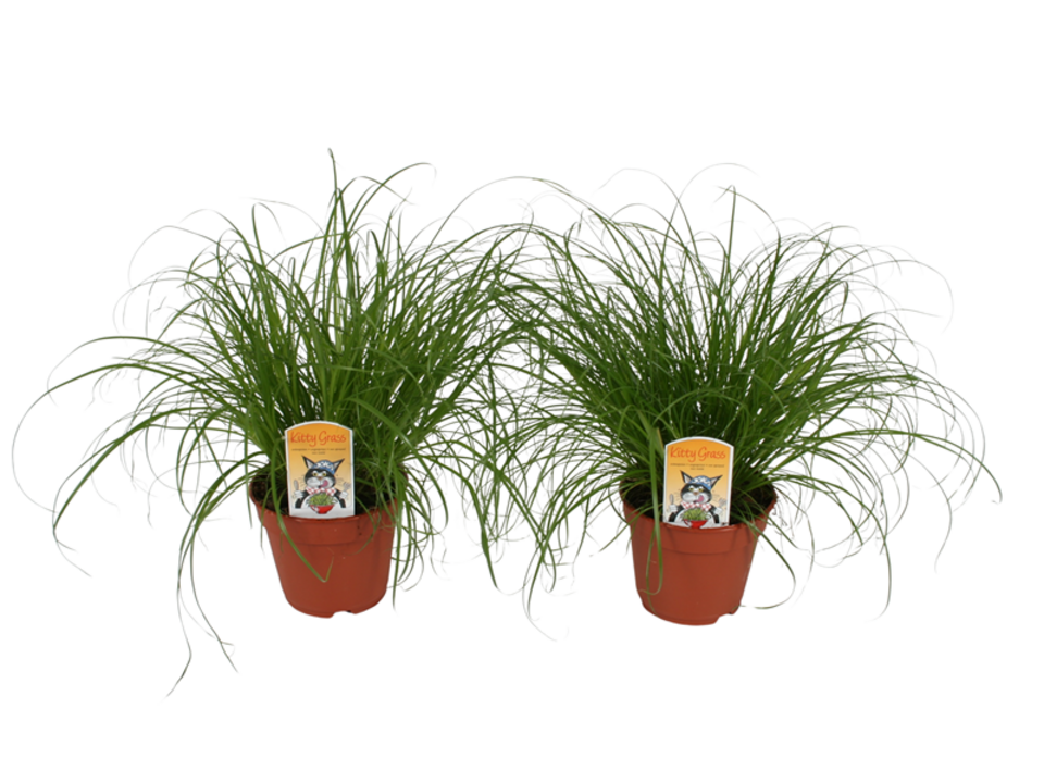 Cyperus zumula K12. EAN: 8716982249925