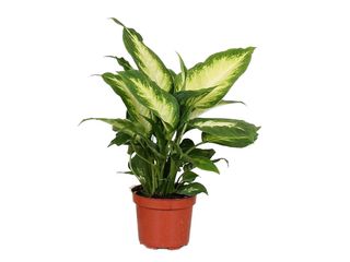 Dieffenbachia 'Camilla' K12
