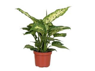 Dieffenbachia 'Compacta' K13