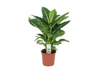 Dieffenbachia mix K17