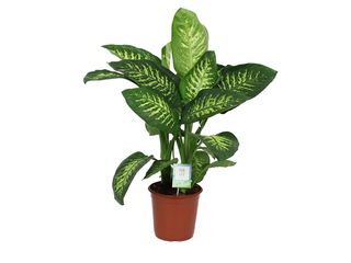 Dieffenbachia 'Tropic Snow' K24