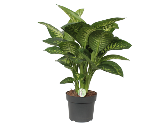 Obrázek produktu Dieffenbachia 'Tropic Snow' K24