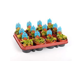 Dionaea muscipula K9