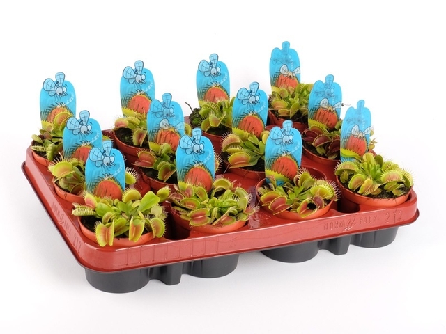 Obrázek produktu Dionaea muscipula K9