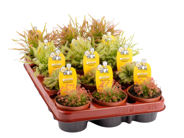 Obrázek produktu Drosera (masožravka) K9