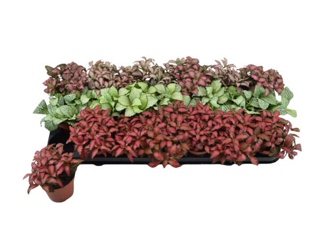 Obrázek produktu Fittonia mix K8