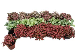 Fittonia mix K8