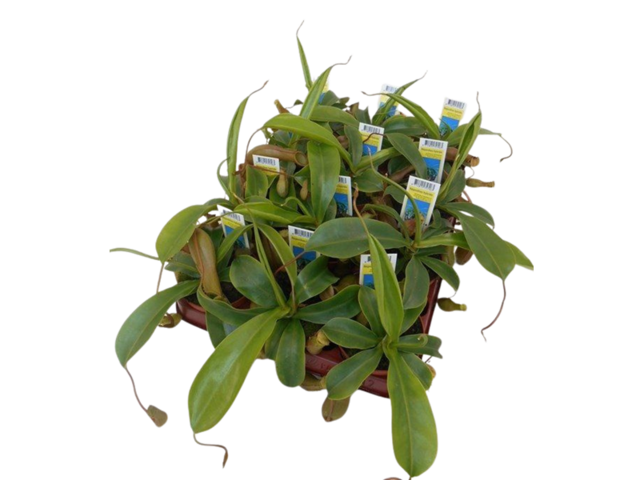 Obrázek produktu Nepenthes K9