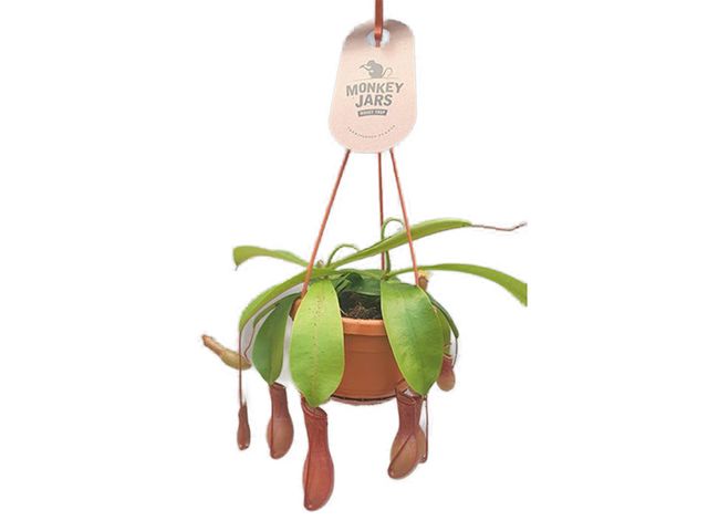 Obrázek produktu Nepenthes K14