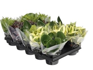 Peperomia mix K11