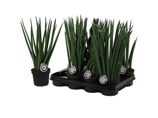 Sansevieria cylindrica K10