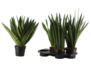 Sansevieria 'Laurentii' K17