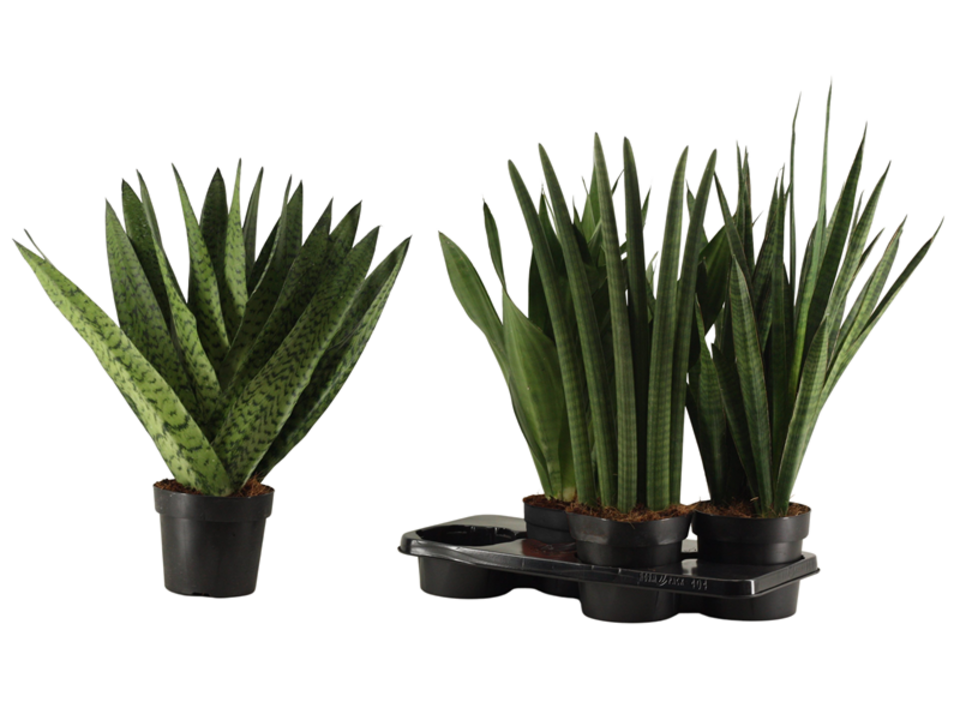 Sansevieria 'Laurentii' K17. EAN: 8716982253625