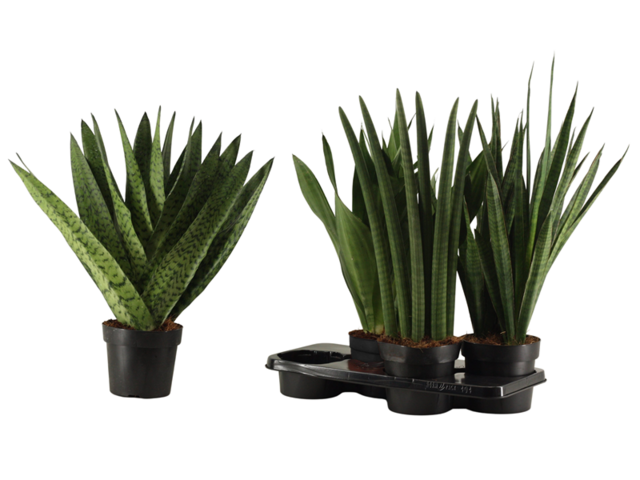 Obrázek produktu Sansevieria 'Laurentii' K17