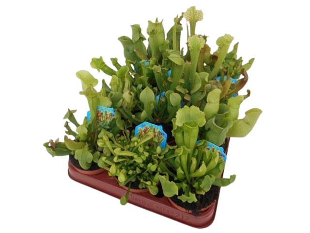 Obrázek produktu Sarracenia mix K9