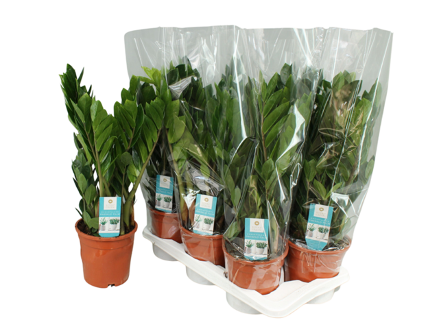 Obrázek produktu Zamioculcas K17