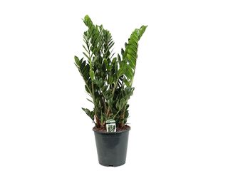 Zamioculcas K31